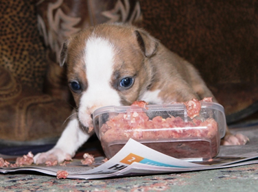 DDDawgs Krueger (AI)